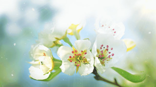 春分太阳光晕花朵模糊背景春天梨花GIF动态图梨花背景
